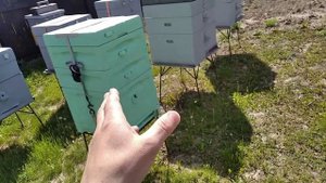 почему пчёлы не идут в магазин с вощиной?либо идут но не строят соты