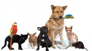 Стоит ли заводить домашних? Животных.