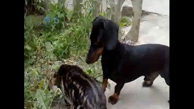 история одной собаки смотреть онлайн