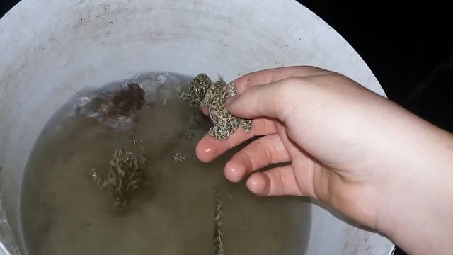 Лягушки и лягушенки этих видов лягушек. Как квакает чесночница(вид) смотреть онлайн