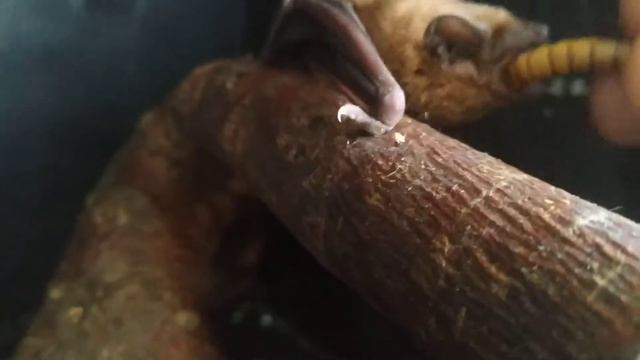 Дикие животные!!! Будет ли летучая мышь питаться с рук??? Самое страшное животное которое видел смотреть онлайн