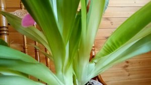 Цветение Мильтониопсис вексиллярия (Miltoniopsis vexillaria)  уход , содержание в домашних условиях