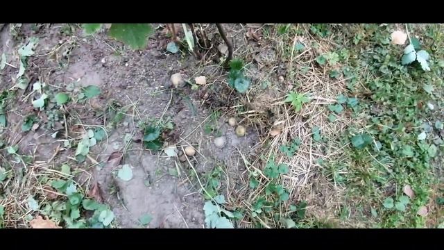 Что выросло к осени из картофельных очисток?! Подкормила весной смородину очистками )