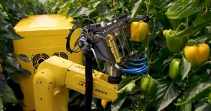 Робот Sweeper для сбора урожая