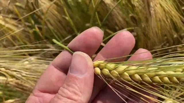 Чем питается Муха? Полигон сортов Ячменя смотреть онлайн