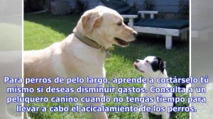 Cómo cuidar a varios perros