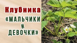 Выращиваем клубнику. "Мальчики или девочки"? Как определить?