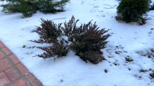 Лаймглоу ? Lime Glow? Горизонтальный можжевельник зимой?Изюминка сада смотреть онлайн