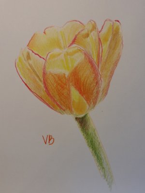 Желтый тюльпан на солнце || Sketching