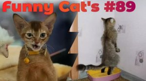 Смешные коты #89.mp4