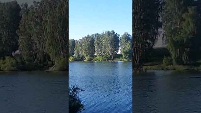 сижу рыбачу 6 утра и тут такое... смотреть онлайн