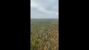 Продажа леса на корню, договоры аренды леса