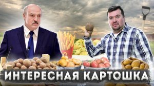 ЧЕМ еще КАРТОШКА может УДИВИТЬ?