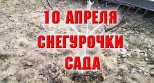 10 апреля. Снегурочки в моем саду