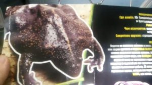 Обзор на фигурку лягушку носатая жаба