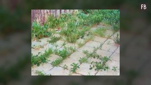 Раньше всегда мучилась, выдергивая траву на садовой дорожке, пока не узнала, как от нее можно легко
