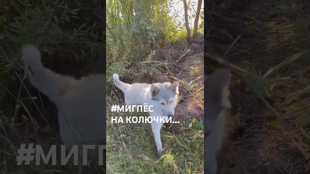 #мигпёс #безкомментариев