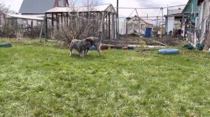 Миттельшнауцеры Файт и Нора поженились