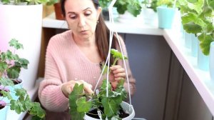 Плющелистная пеларгония уход, обрезка и черенкование. Какие сорта у меня растут.