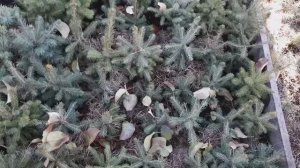 Инвентаризация ели и пихты в 2022 году.