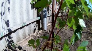 Рост гибридной формы винограда Подарок Винокурову