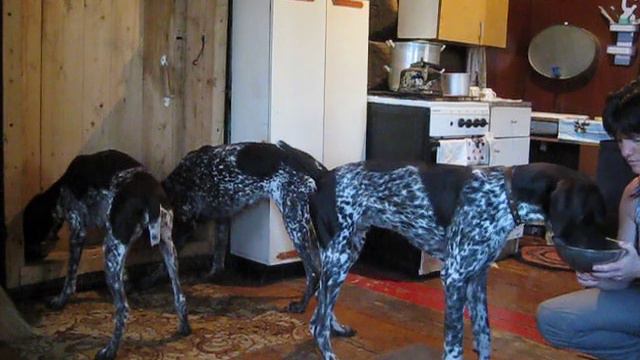 Собачий аппетит! смотреть онлайн