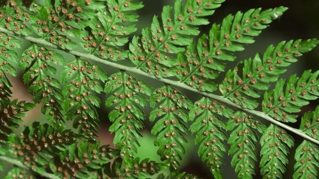 spiny wood fern - Dryopteris expansa. Identification and characteristics