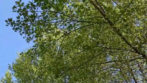 29 мая народный праздник Федоров день . Народные приметы и традиции. Что делать нельзя.