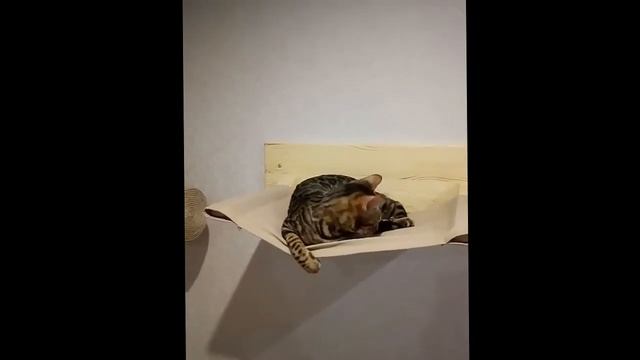Гамак для кошки смотреть онлайн