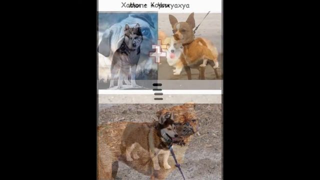 Прелестные породы собак. смотреть онлайн