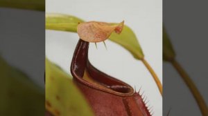 Les plantes carnivores (Le Népenthès, le Drosera et la Dionée) avec leur stratégie de capture