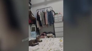 Самые смешные животные _ Приколы с котами и собаками 2023 _ Тест на психику