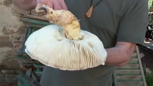 amanita codinae