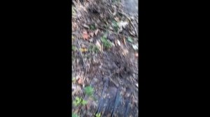 КОП по старой дороге и старом хуторе, Garrett AT-PRO and Minelab X-Terra 705