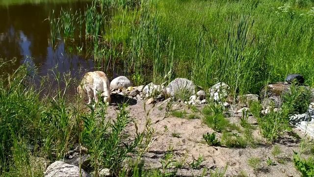 Кремчику переезд понравился!!! смотреть онлайн