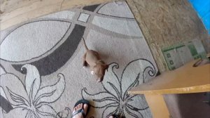 ДОстали собаки.... !? Посадил всех  на цепи !!!