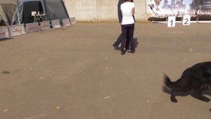 Длинношёрстная немецкая овчарка, окрас черный, видео с выставки собак