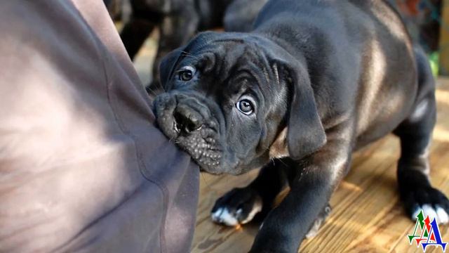 Кане корсо дрессура. Дрессировка кане корсо. Кане корсо как приучить. Кане корсо как приучить. Миска для кане корсо.