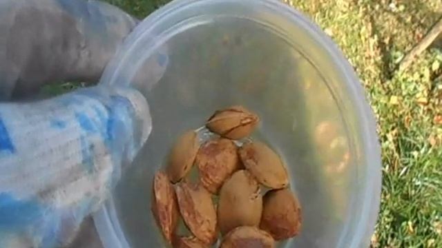 выращивание абрикоса из косточек