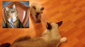 Как животные помогают людям: четвероногие помощники