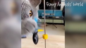 Самые лучшие и смешные животные!