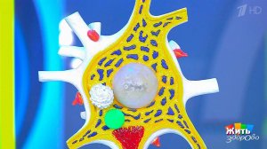 Герпес - опасный спутник. Жить здорово! Фрагмент выпуска от 21.03.2018