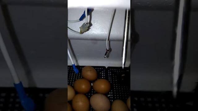 Как помочь цыпленку при затянуто выводе. Как делаю это я) смотреть онлайн