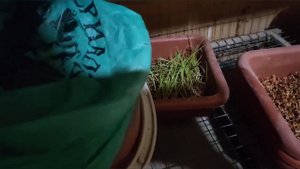 Пророщенное зерно для кур. Очень легко и очень полезно!