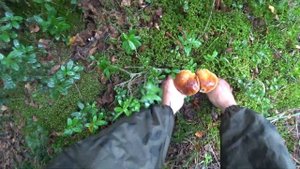 ГРИБЫ В ЛЕСУ У БАБЫ-ЯГИ (Кирилловское)