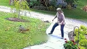 Нападение бешеной лисы на людей.mp4