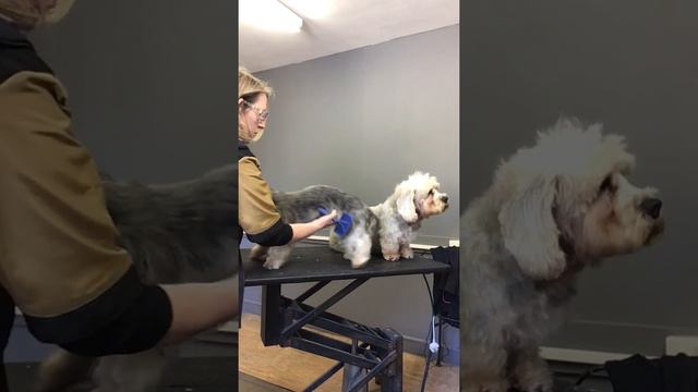 Dandie Dinmont Terrier clipped & Stripped coat short intro смотреть онлайн