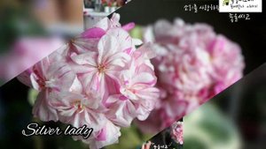 @Pelargonium  @실버레이디 #유럽팬시제라늄 #Silverlady #제라늄