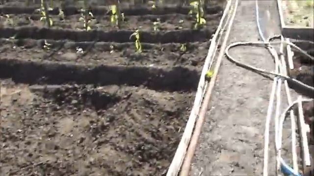 НАША ДАЧА /Наши ДАЧНЫЕ ИСТОРИИ/Эх МОРКОВЬ замучила #Викадачарецепты#ДачаСадОгород  #МояЛюбимаяДача