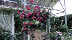 Все ПЛЕТИСТЫЕ РОЗЫ моего сада! Невероятно красивое цветение!